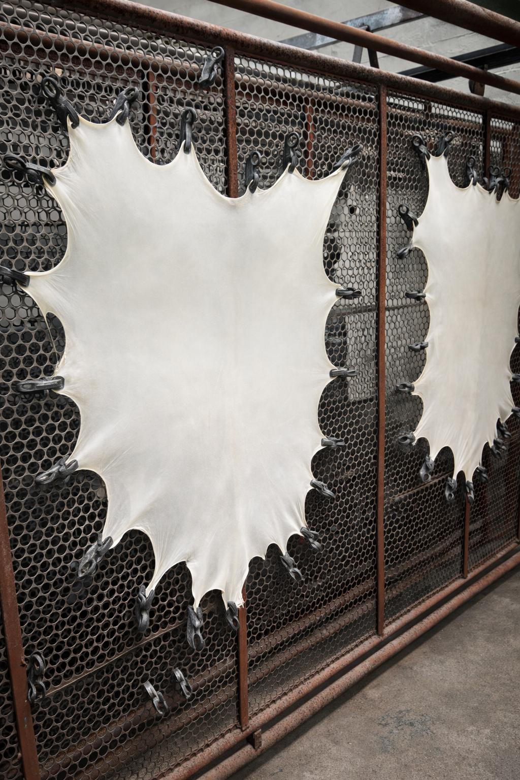 Real Goatskin Parchment  Full Goat Skin